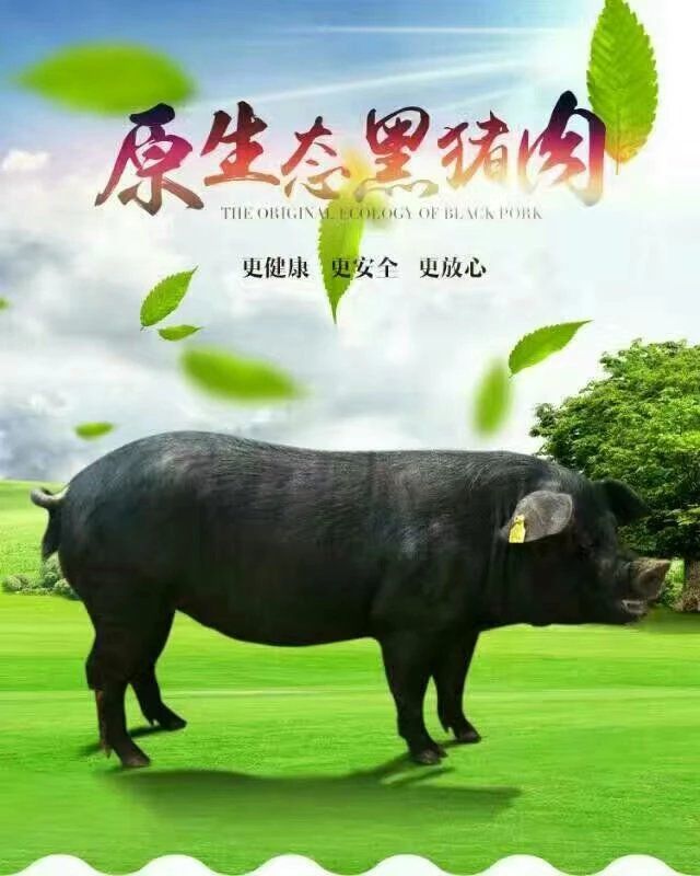 黑猪  生态黑土猪肉 农家散养 5斤/10斤真空包装 包邮
