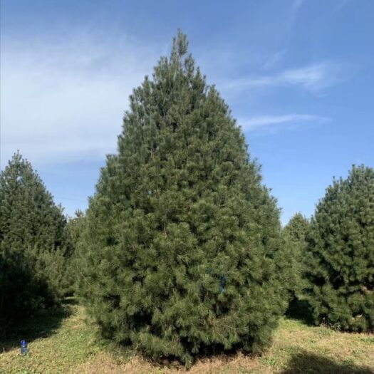 蓝田县蓝田白皮松  自己种植白皮松，欢迎采购联系