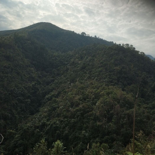 信宜市山地280亩有水有电有3.5米宽的水泥路到山脚租金一次性付清