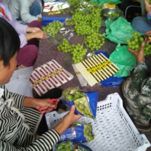 大荔县阳光玫瑰