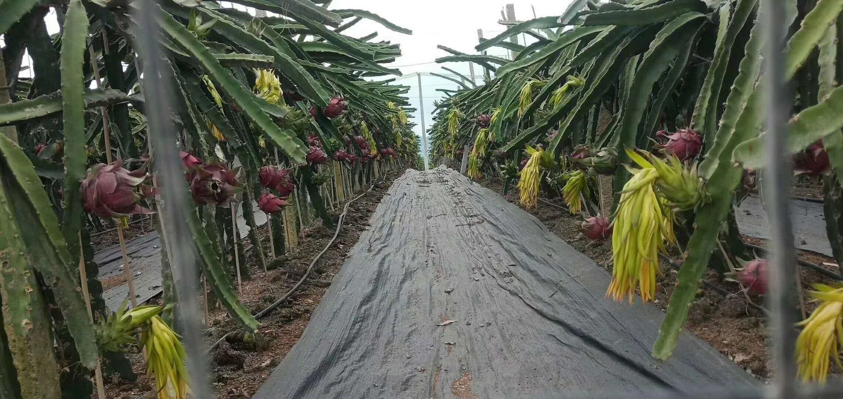 红心火龙果 