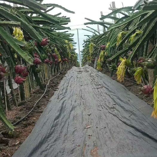 宾阳县红心火龙果 
