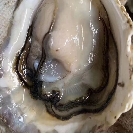 饶平县生蚝 全壳 半壳 烧烤蚝