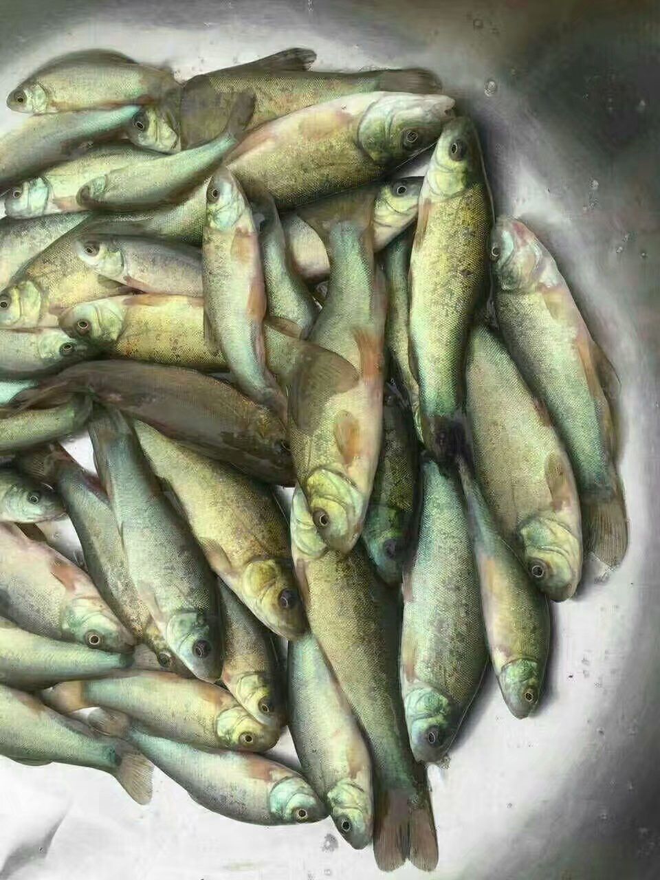丁桂鱼苗  丁桂鱼、丁贵鱼、欧洲丁鱥鱼、须鱼岁