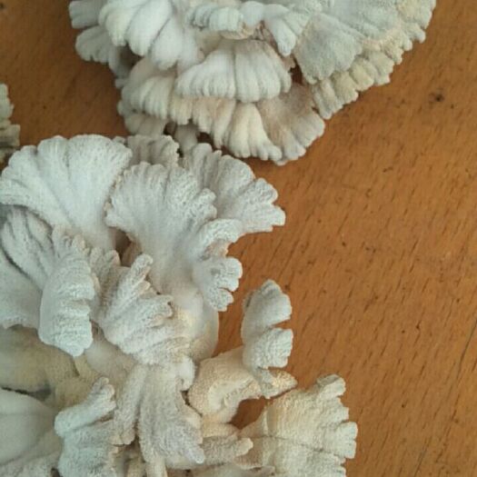 乐昌市白参菌，营养价值高，味美，炒菜，煲汤均可，干品和鲜品。