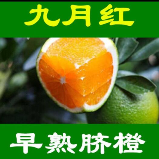 秭归县九月红脐橙  秭归脐橙