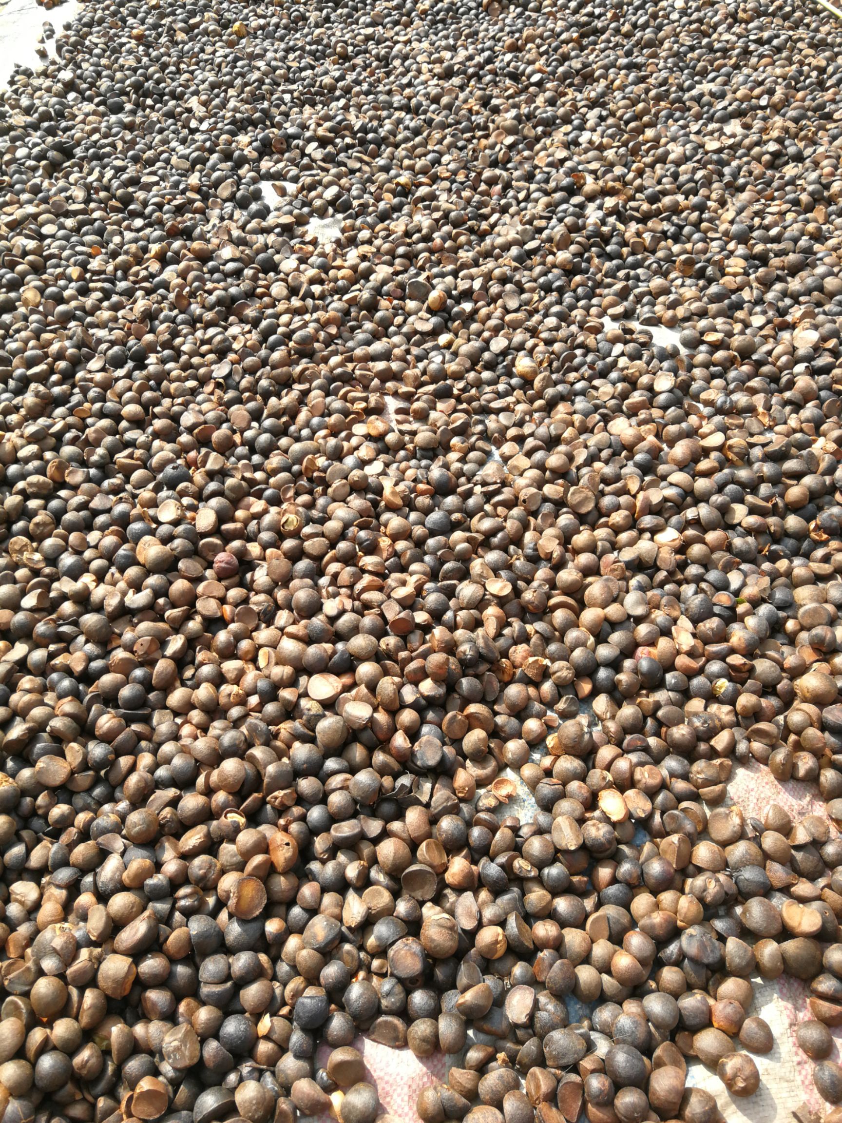 油茶籽 高山中小茶籽   出油率高    20吨