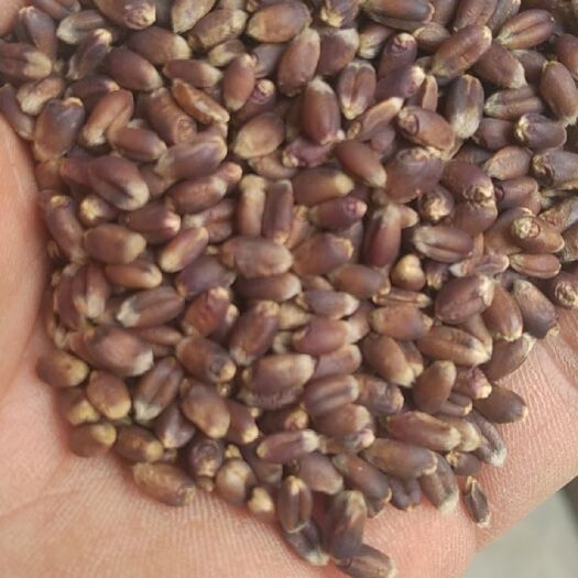 黑麦  出售黑小麦高质量净粮