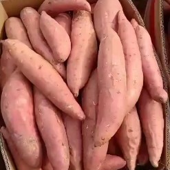 固安县红薯产地红皮红心烟薯蜜薯，可以看货
