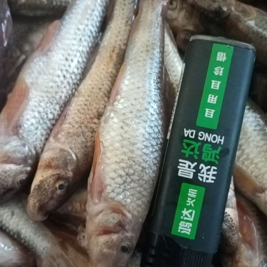 富锦市花骨鱼  东北的穿丁子鱼