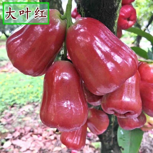 灵山县大叶红莲雾苗  大叶红莲雾嫁接苗 一年多次开花结果