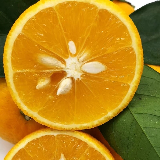 灵川县蜜香橙  新鲜味甜不打蜡，现摘现发，全家人的维C之选