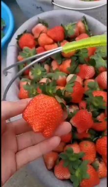 徐州巧克力味草莓  徐州万亩草莓基地大量上市中