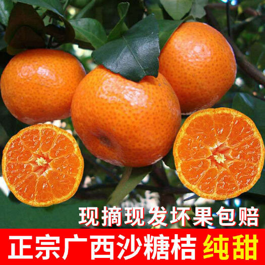 钟山县沙糖桔  广西砂糖桔，大量上市，诚招全国各地果商老板，实