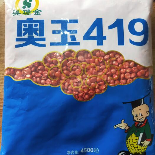 修武县奥玉419玉米种子 奥玉419