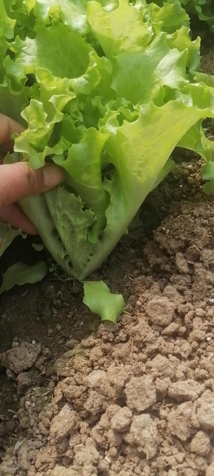 宁阳县美国大速生生菜苗，苗厂直销，价格低质量好，发货方便，破损包赔