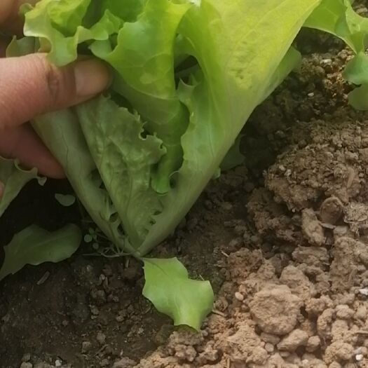 宁阳县美国大速生生菜苗，苗厂直销，价格低质量好，发货方便，破损包赔