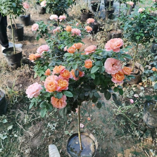 大花月季  棒棒糖月季 果汁阳台 蓝色风暴 天方夜谭 红双喜 浪漫宝贝