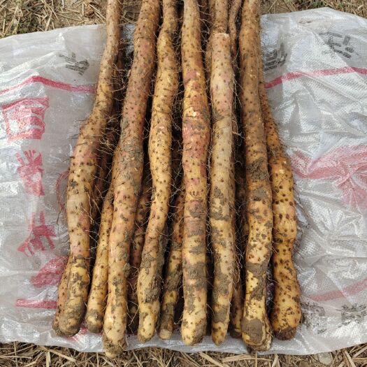 温县河南温县怀铁棍山药自己家种植10斤为一箱