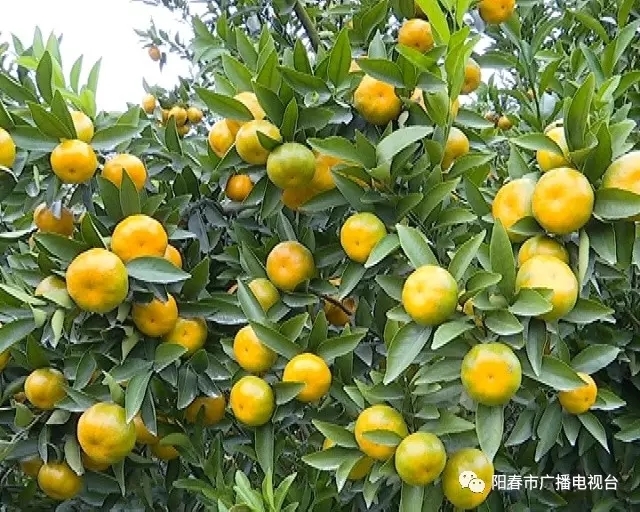 阳春市马水桔  上市寻求合作