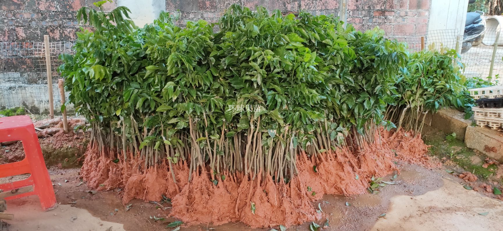 黑黄皮果苗  香蜜黑黄皮苗 鸡心黄皮苗 紫肉黄皮苗 贵妃黄皮