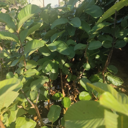 灵山县红宝石少籽芭乐苗  红宝石番石榴苗