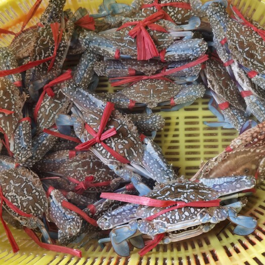 遂溪县海蟹 湛江天然生猛靓花蟹，大中小有货！
