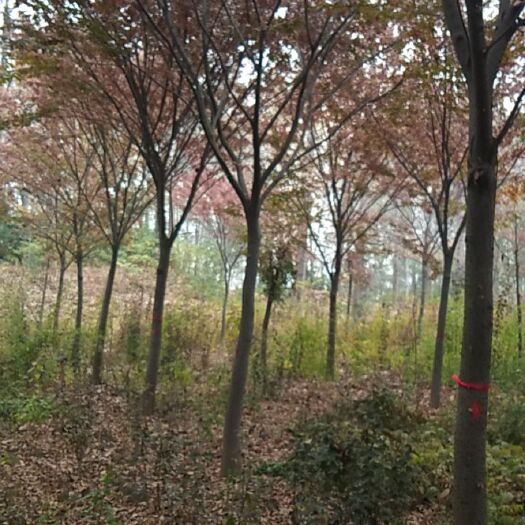 利辛县 榉树10－－16公分，，数量不多，，，