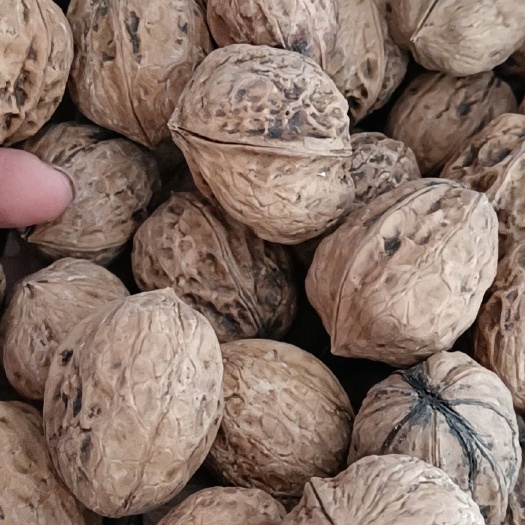 西昌市山核桃 保证‘无污染，保证有绿色有机食品