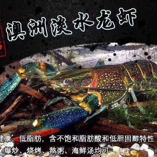 台山市 澳洲淡水龙虾，高标准淡水养殖，绿色食品级，聚餐。