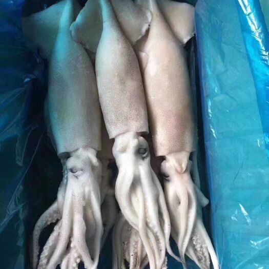 荣成市鱿鱼  单冻阿鱿3斤装10斤装