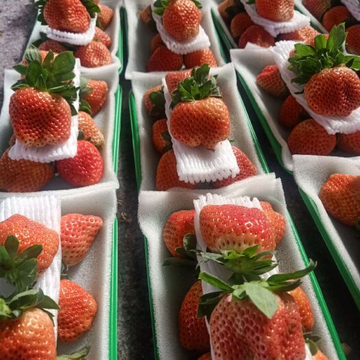 妙香草莓  江苏邳州草莓上市大量供应批发新鲜草莓