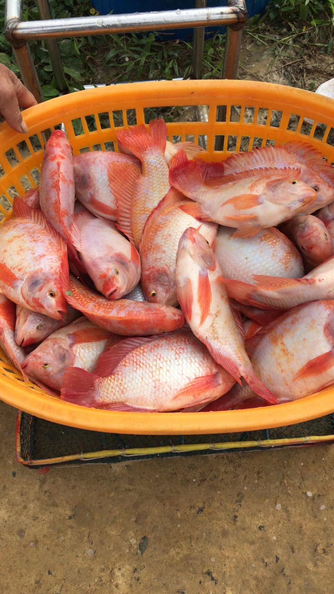 罗非鱼苗  脆肉罗非鱼、抢料凶生长速度快产量高，支持空运汽运