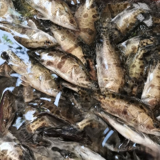 南宁鳜鱼苗，桂花鱼苗，批发供应欢迎养殖户老板来咨询订购！谢谢！