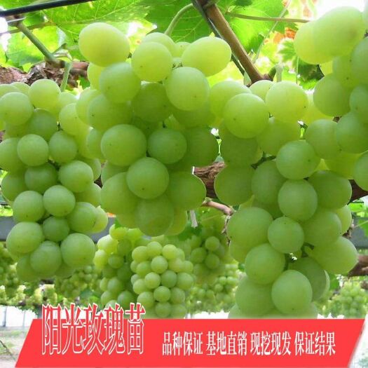 平邑县葡萄果树苗嫁接阳光玫瑰葡萄苗盆栽地栽南方北方种植当年结果