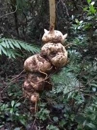 广南县滇黄精  黄精（包邮）一手货源批发