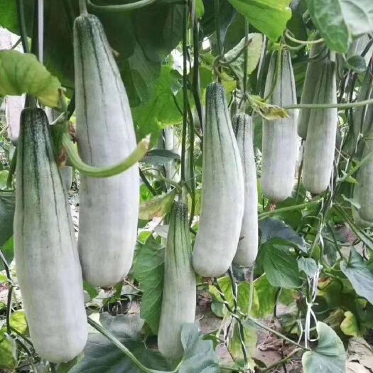 昌江县羊角蜜甜瓜 元旦后在海南连续供应3个月羊角蜜，口感细腻芳香，品质嘎嘎的。
