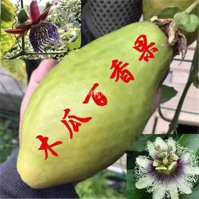钦蜜九号黄金百香果苗 9号 台农 紫香 木瓜百香果嫁接苗