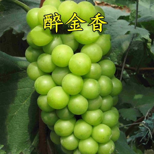 平邑县醉金香葡萄苗  醉金香葡萄优质嫁接苗基地直销现挖现发免费免费提供技术指导包邮