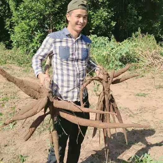 防城港广西特产新鲜黄心木薯粉香糯板栗木薯黄肉木薯面包木薯