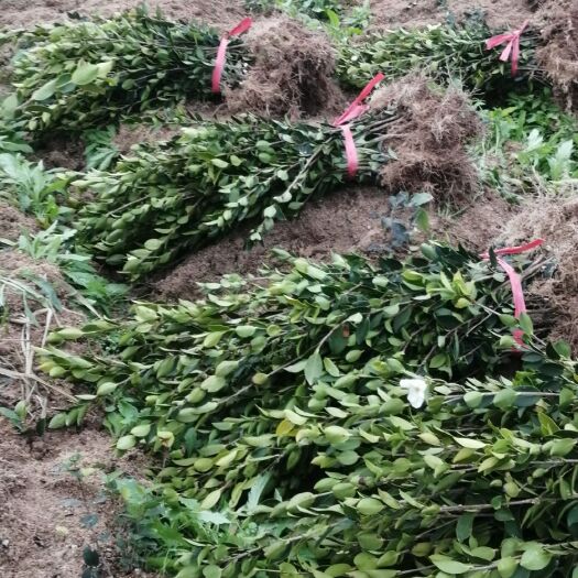 攸县油茶苗 大量批发 棵棵精品 鲜活 包邮