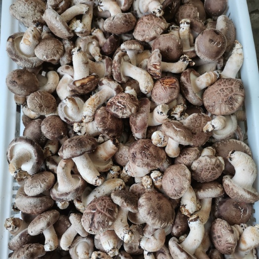西峡县 南阳西峡香菇，寻求鲜菇客户，大量需求的那种，可以长期合作