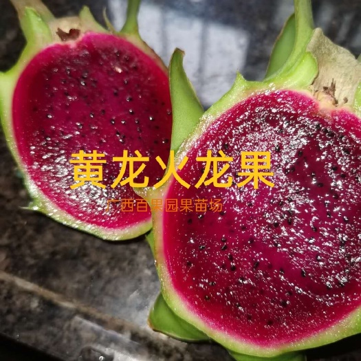 灵山县红心火龙果苗  燕窝黄龙 红心火龙果树苗南方北方盆栽地载果树苗四季带根须发货