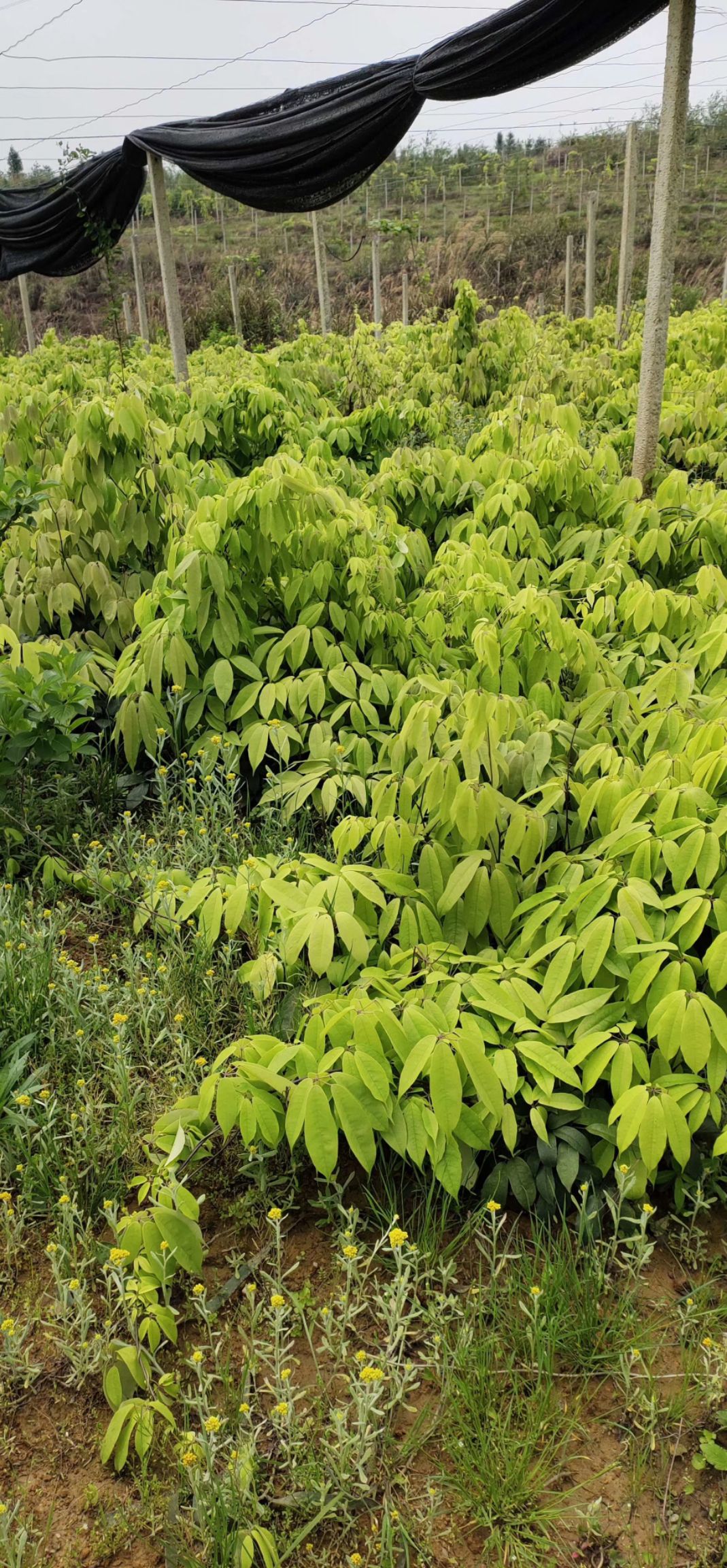 九月黄金蕉苗  优质黄金蕉苗低价出售 数量有限卖完为止