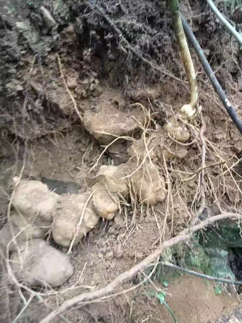 滇黄精  黄精（包邮）一手货源批发