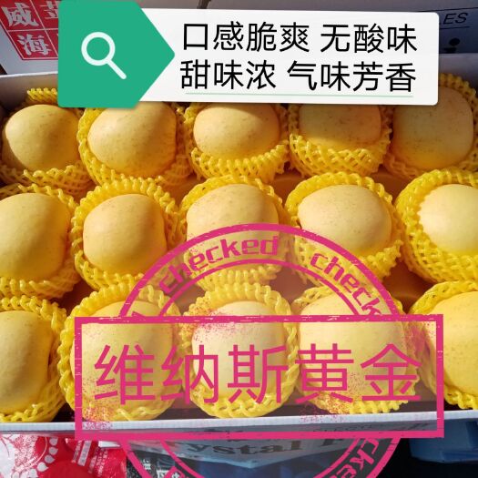 威海维纳斯黄金苹果  口感脆爽 无酸味 甜味浓 气味芳香