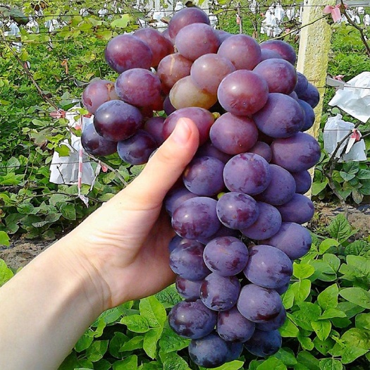 平邑县巨峰葡萄苗  葡萄树苖特大巨峰葡萄树苗南方北方种植果树果苗
