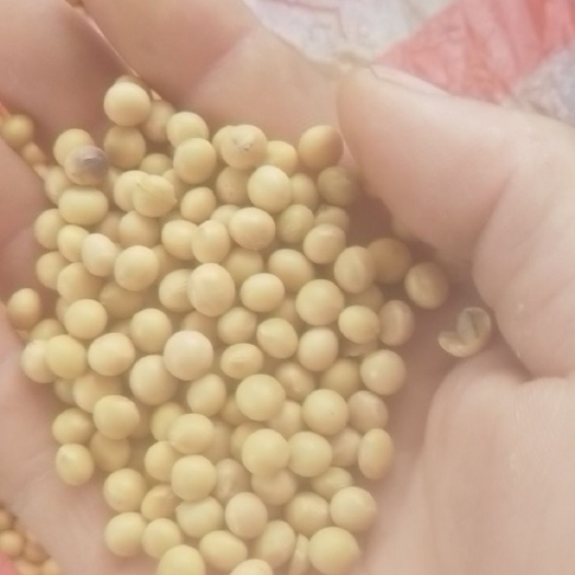 海伦市大豆 生大豆 1等品