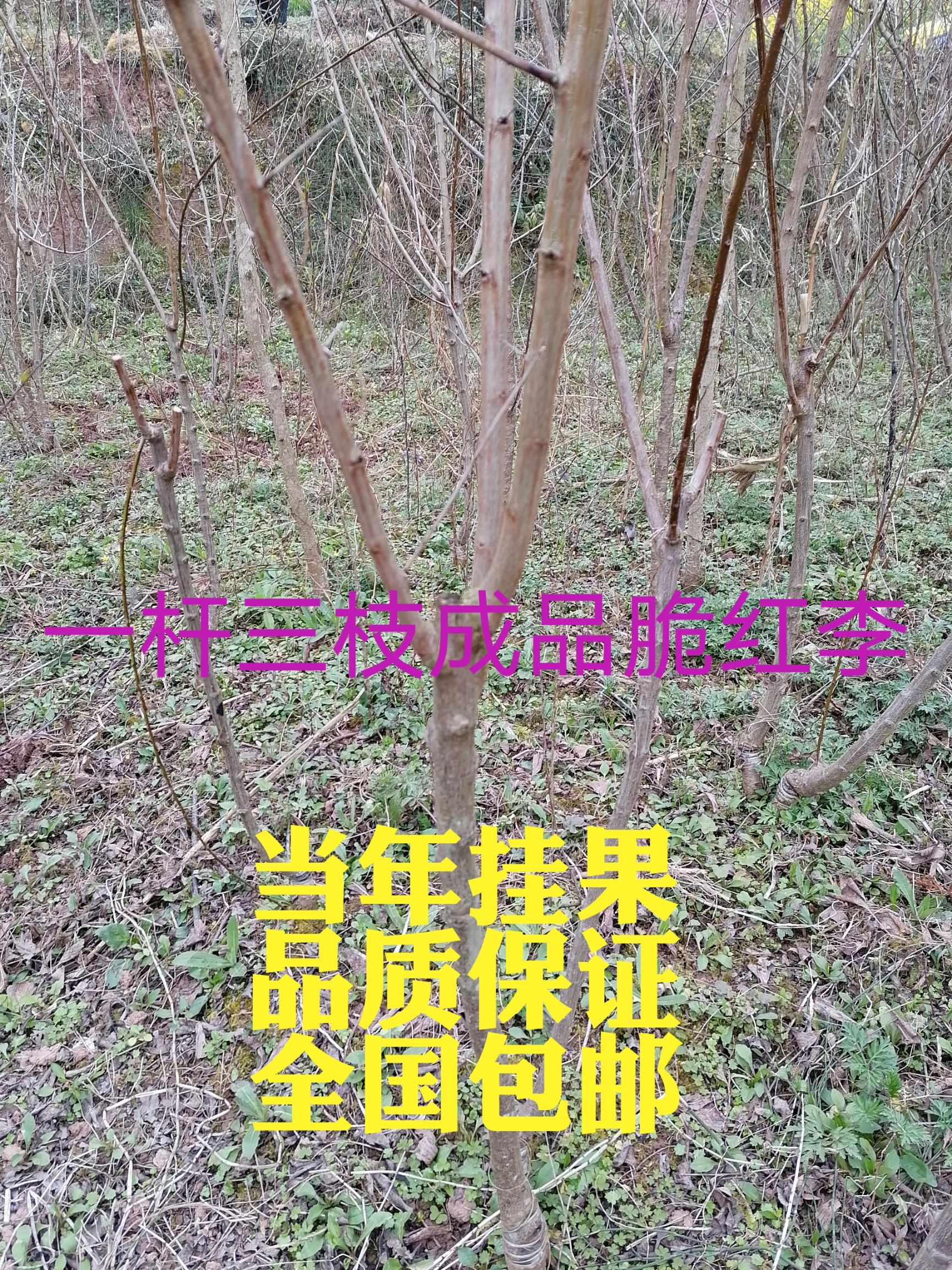 脆红李苗  青脆李 脆红李  蜂糖李  五月脆多年生挂果树