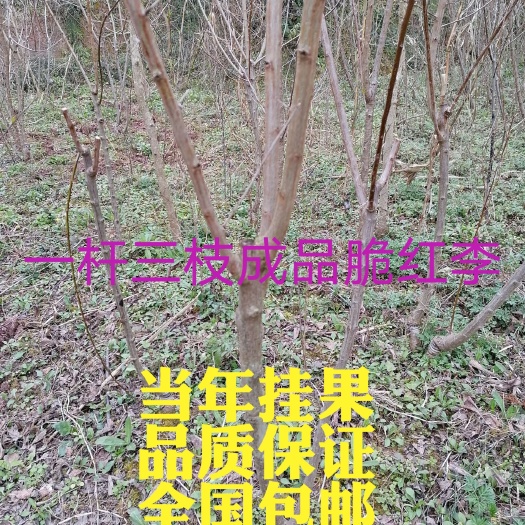 苍溪县脆红李苗  青脆李 脆红李  蜂糖李  五月脆多年生挂果树